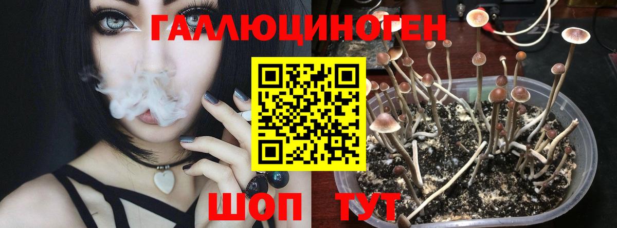 Галлюциногенные грибы GOLDEN TEACHER Прохладный